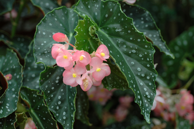 B. ‘Jess Butler’